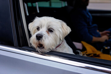 Children, boy siblings, traveling to vacation with car, sitting in carseats and reading books and playing