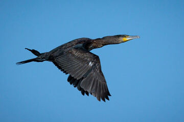 Great cormorant (Phalacrocorax carbo).  