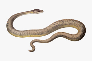 Realistic snake illustration art