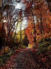 Obraz premium wide path through the autumn forest