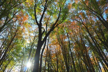 treetops in autumn from below on a sunny day