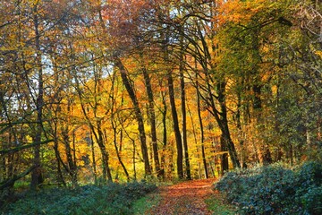 trail in a golden autumn forest