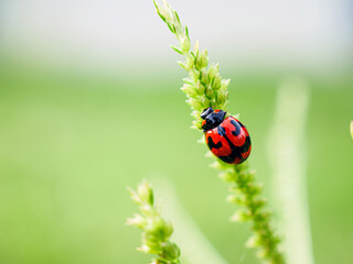Ladybug on blade of grass, Clos up red Ladybug, macro