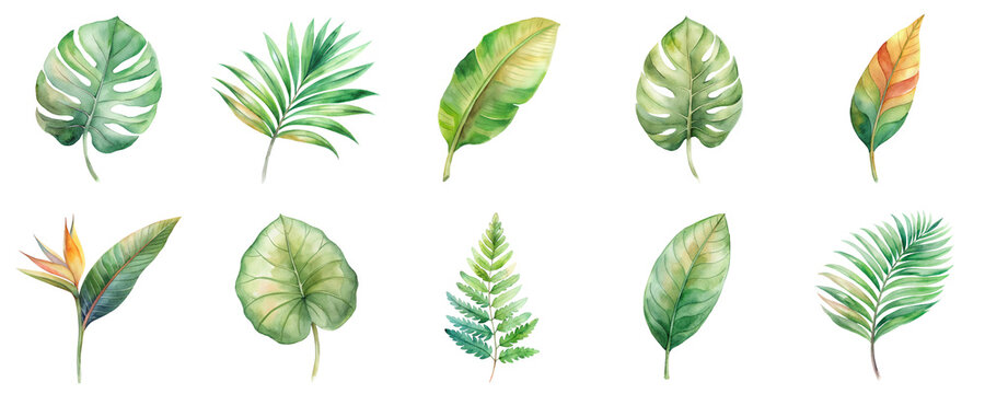 Tropical leaves featuring monstera, palm, bird of paradise, banana, and fern in watercolor illustration set. Elements in soft pastel colors isolated on transparent background.