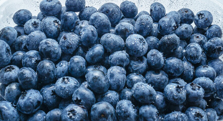 Water drops on ripe purple blueberry. Fresh blueberries background. Copy space. Vegetarian concept.