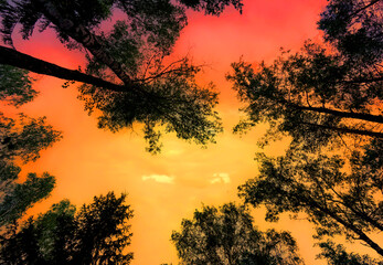 Fototapete bei efototapeten.de bestellen   