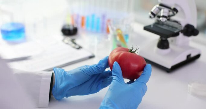 Researcher examines ripe tomato in laboratory, highlighting genetic research into plants