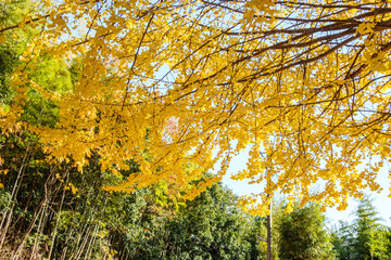 色付いた銀杏の葉