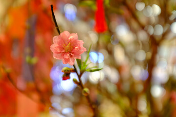 Close-up of peach blossom flower and tree. For Chinese new year celebration and decoration. Traditional decoration plant for Chinese New Year. Flower background.