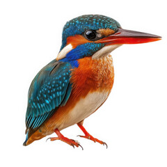 Obraz premium Commercial Quality Shot of an Isolated Malachite Kingfisher Bird