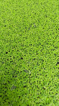 Azolla is a fern type plant whose habitat is floating on the surface of the water with a size of 3-4 cm and is often found on the surface of rice fields.