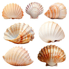 Obraz premium PNG sea shell set, transparent background