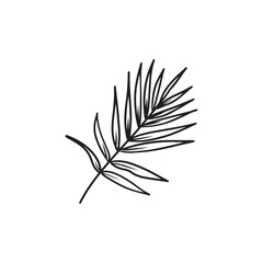 Simple vector line drawing of a palm leaf of coconut, date, kentia palm in black isolated on white. Hand drawn sketch illustration in doodle engraved vintage style. Botanical art, tropical, island