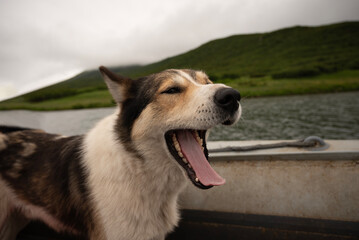 a dog is a person's best friend who will always help, a dog runs through mountains, meadows, rivers,a dog in the fresh air with teeth and she likes to travel with her owner, a hunting dog