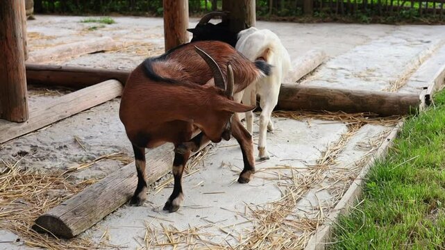 beautiful white and brown goats on eco-farm