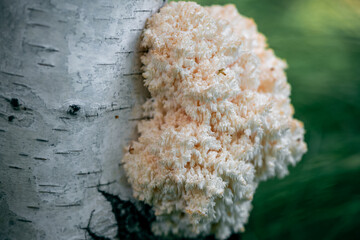 The coral's mane mushroom grows on a birch tree in the forest
