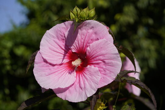
Hibiscus moscheutos, Summer Storm.  Malvaceae family. Hanover Berggarten, Germany.
