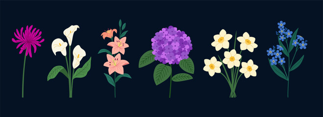 Set of summer flowers. Blossomed aster, daffodils, lilly, forget me not, calla, hydrangea. Hand drawn vector illustration isolated on black background, modern flat cartoon style.