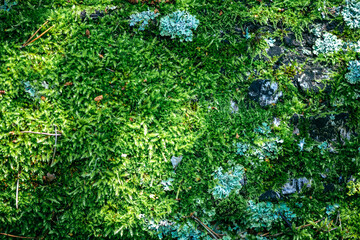 Natural Forest Moss Green Background, Macro Photography