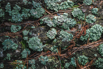 moss with lichen, natural forest background