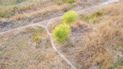 Small paths in the steppe in summer.