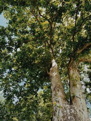 Tree in the forest. Sycamore.