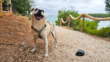 Fröhlicher Hund im Urlaub