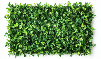 Lush green leaves create a natural, textured background.