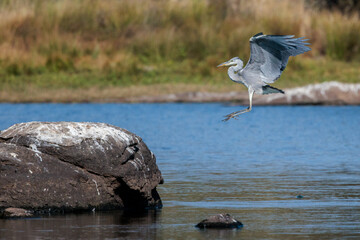 Grey Heron in its natural environment.