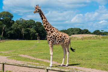 Portrait of one Rothschild giraffe in Fota Zoo, Cork, Ireland. © Vicente Garrido