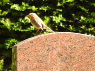 closeup of robin in the garden