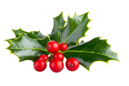 Green holly leaves with red berries for Christmas decoration isolated on transparent background