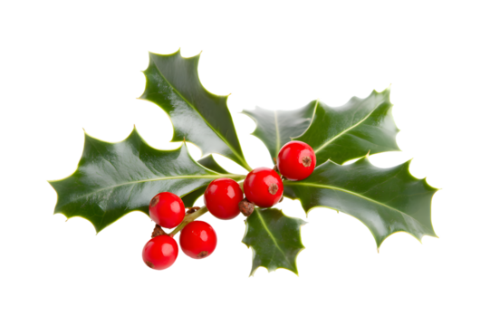 Green holly leaves with red berries for Christmas decoration isolated on transparent background
- Powered by Adobe