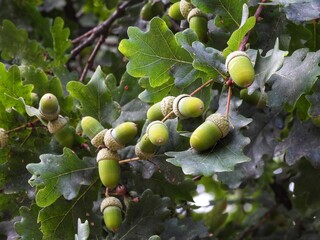 green acorns on the tree