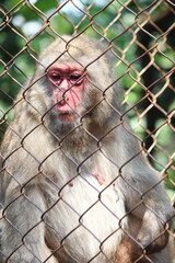sad monkey in wire cage
