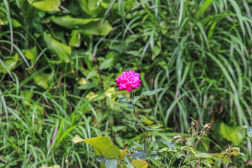 red rose in the grass