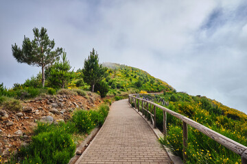 Madeira tourism - hiking walk path in blooming Cytisus shrubs, Portugal and mountains in clouds. Miradouros do Paredao, Madeira island, Portugal