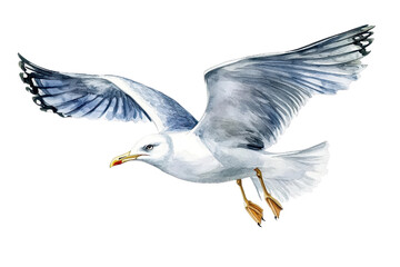 Watercolor illustration of a seagull in flight, showcasing detailed feathers and a striking natural pose against a transparent background.