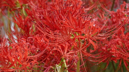 Lycoris