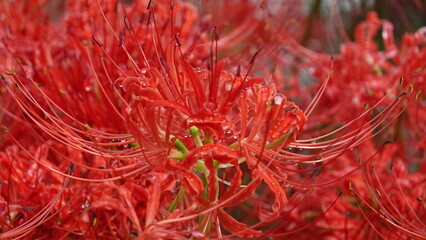 Lycoris