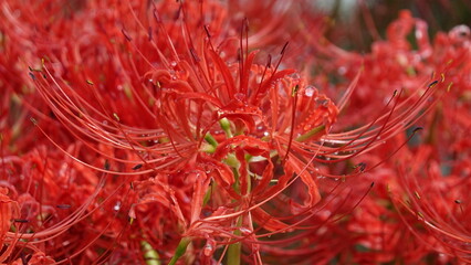 Lycoris
