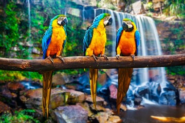 Obraz premium Blue-and-Yellow Macaw Ara ararauna, also known as the Blue-and-Gold Macaw against tropical waterfall background