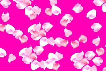 The effect of falling rose flower petals on a pink background.