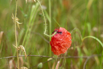 red poppy in the field