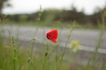 red poppy in the field