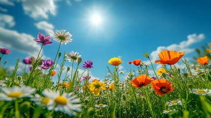 Fototapeta premium Colorful Wildflowers in a Meadow with Blue Sky and Sun