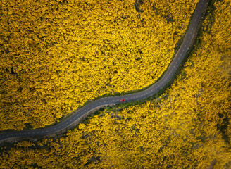 Aerial view of road with red car among yellow Cytisus blooming shrubs near Pico do Arieiro, Portugal