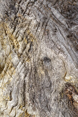 Bark of olive tree