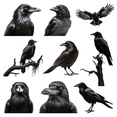 Fototapeta premium PNG crow bird element set, transparent background