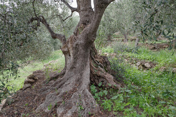 Old olive tree